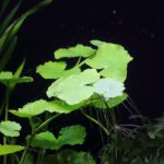 植栽から16日目　アマゾンチドメグサ